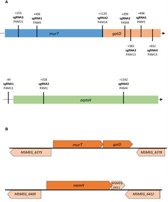 CRISPRi-mediated characterization of novel anti-tuberculosis targets: Mycobacterial peptidoglycan modifications promote beta-lactam resistance and intracellular survival